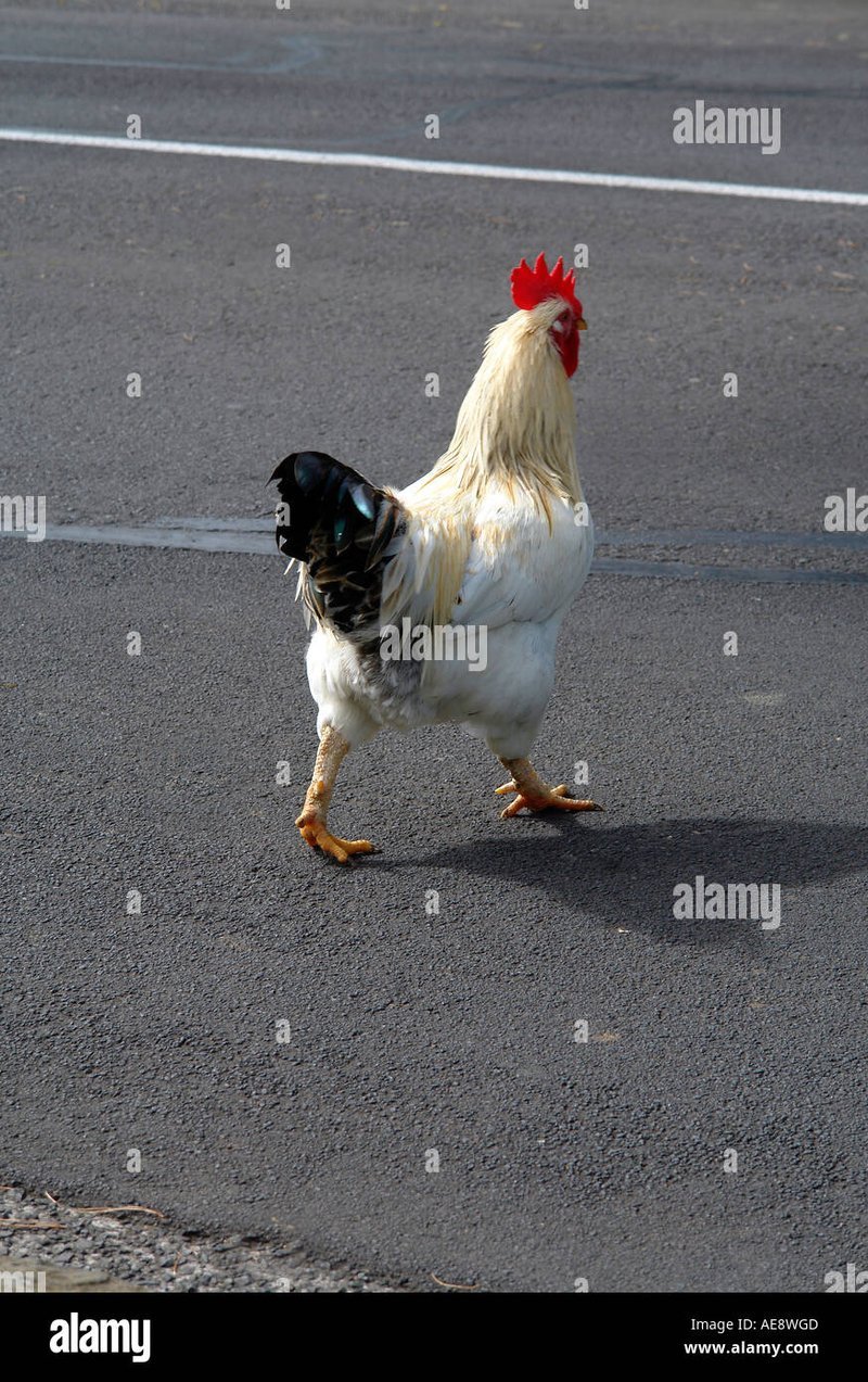 Een Gokspel met een Kick: Het Beleefbare Avontuur van Chicken Road in Netherlands